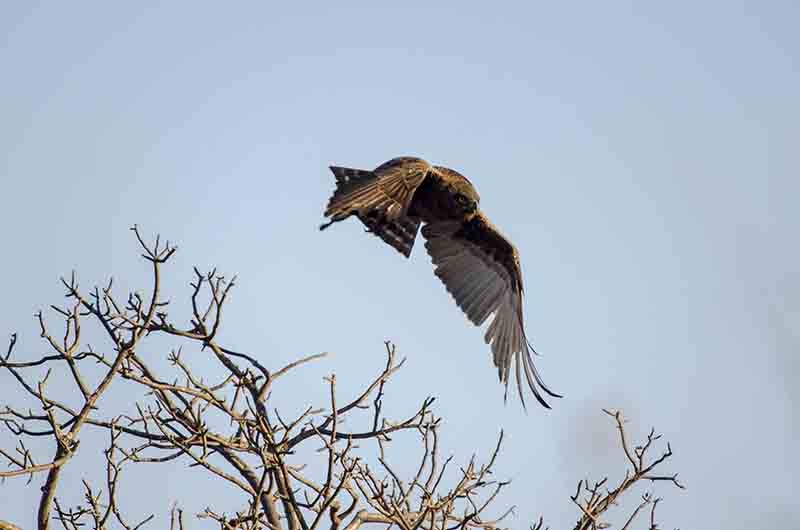 Águila Black Kite - parque nacional Kruger - Sudáfrica 2